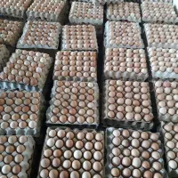 تخم مرغ رسمی تازه