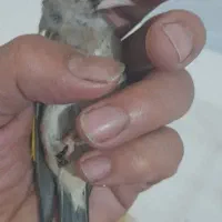 سهره کیاسر جوجه امسال نر