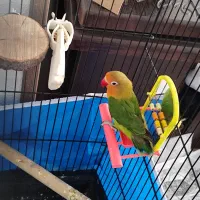 کوتوله برزیلی نر بالغ