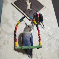 طوطی برزیلی اوپال رنگ خاص