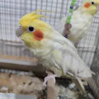 یک جفت عروس هلندی لوتینو