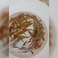 ماهی وحشی سگ ماهی هستن