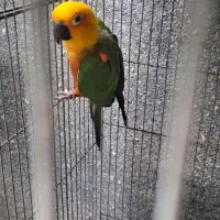 طوطی خورشیدی (سانکانور )(گرینچیک معاوضه )