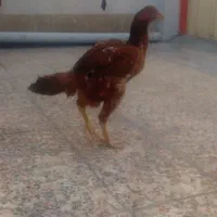 مرغ لاری