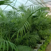 عمده فروشی گل و گیاه آپارتمانی و بیرونی