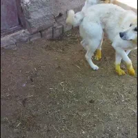 سالار و طوفان فروشی