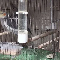 عروس هلندی فروش فوری به پولش نیاز دارم|پرنده|فولادشهر, B7|دیوار