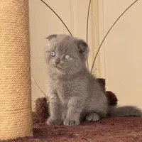 چشم گنده های پشمالو|گربه|همدان, |دیوار