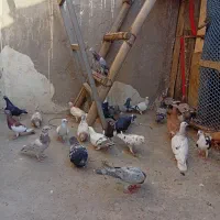 پرنده‌کبوتر|پرنده|اهواز, کمپلو جنوبی|دیوار