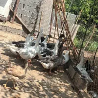 حیوانات مزرعه