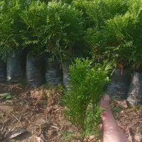 یاس شرابی و پالم زمینی ۴ متروتویا آمریکایی ۲ ساله|گل و گیاه طبیعی|رودسر, |دیوار