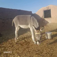 کره خر|حیوانات مزرعه|تربت جام, میان جام|دیوار