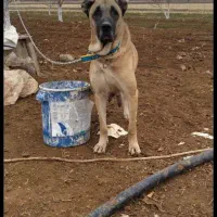 سگ سراب گمشده