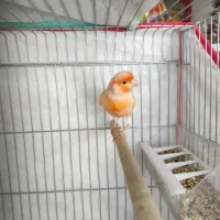 قناری نر مست مست|پرنده|خورموج, |دیوار