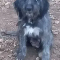 سگ بوجی خالص