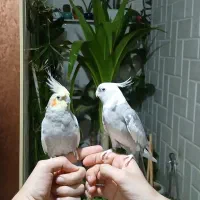 عروس هلندی جفت با ۲ جوجه