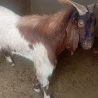 پازن گوشتی زیر قیمت|حیوانات مزرعه|سعدآباد, |دیوار