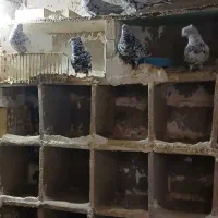 کاکلی قدیم|پرنده|گتوند, |دیوار