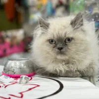 هیرا گربه نر پرشین خالص آیس بلو|گربه|تهران, پرستار|دیوار