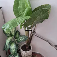 گل باباادم۱۷۰سانتی تنه قرمزبسیارشاداب گلدان سفالی|گل و گیاه طبیعی|تهران, شهرک ولیعصر جنوبی|دیوار