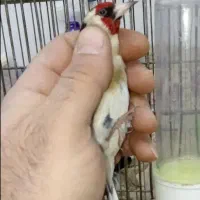 سهره کرمونشاهی بخون|پرنده|کرمان, |دیوار