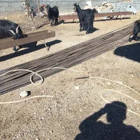 بز زاییده|حیوانات مزرعه|بازفت, |دیوار