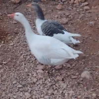 غازیک جفت نر وماده|حیوانات مزرعه|یاسوج, |دیوار