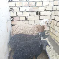 بره همو و هترو|حیوانات مزرعه|سیرجان, |دیوار