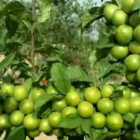 شروع پیش فروش نهال گوجه سبز گوگان|خدمات باغبانی و درختکاری|آوج, |دیوار