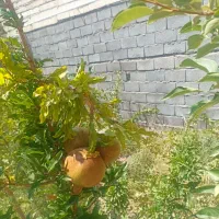 خانه دهبکری با موقعیت خوب