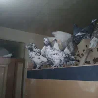 کفتر یجایی|پرنده|قم, باسکول|دیوار