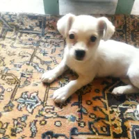 فروش توله پاکوتا