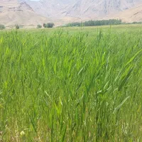 فروش دو قطعه زمین کشاورزی