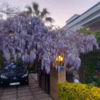 خیابان هشتم دریاکنار با ۹۰۰ متر زمین برای رهن سال