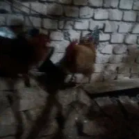 تخم نطفه دار وخوراکی|حیوانات مزرعه|یزد, |دیوار