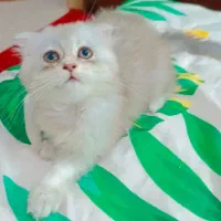 برتیش سیلور (نقره ای)کد رنگ ۱۲۳۳|گربه|قشم, |دیوار