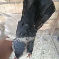 ننه طوقیه|پرنده|اهواز, کوی مهدیس|دیوار