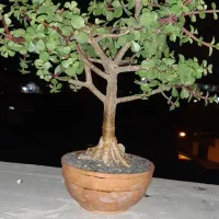 بن سای خرفه ای|گل و گیاه طبیعی|اردبیل, |دیوار