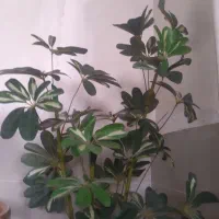 گل مصنوعی شفلرا