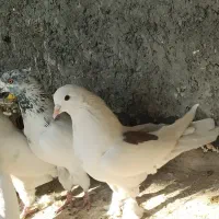 7 عدد کفتر پرشی مطمئن|پرنده|اصفهان, ارغوانیه|دیوار