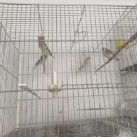 سهره ماده|پرنده|اسلامشهر, شهرک امام حسین (میان آباد)|دیوار