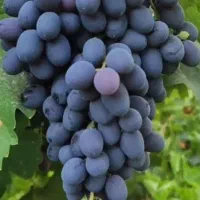 سفارش آب انگور سیاه پذیرفته میشود .