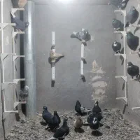 کبوتر|پرنده|رفسنجان, |دیوار