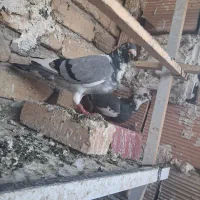 کبوتر ابلغ جفت