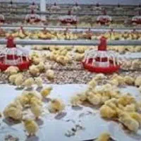 مسئول کنترل کیفیت