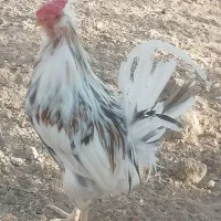 خروس جوان|حیوانات مزرعه|خمینی‌شهر, |دیوار