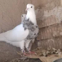 طوق