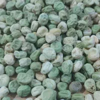 بذر نخود فرنگی