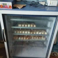 دستگاه جوجه کشی شراکتی یا اجاره ای