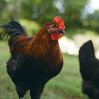 کود مرغ سالنی تمیز گونی شده